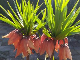 kráľovská ľalia pri zámkovej dlažbe