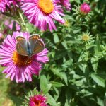 chryzantémy a motýľ