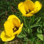 dva žlté tulipány
