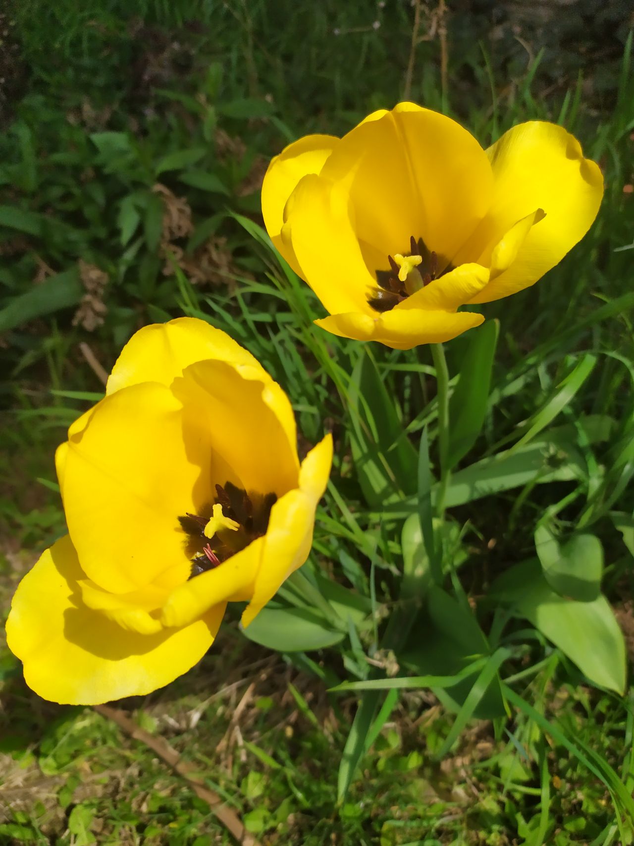 dva žlté tulipány