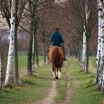 jazdec na koni na ceste medzi brezami