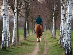 jazdec na koni na ceste medzi brezami