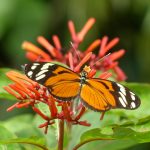 helikónia a motýľ