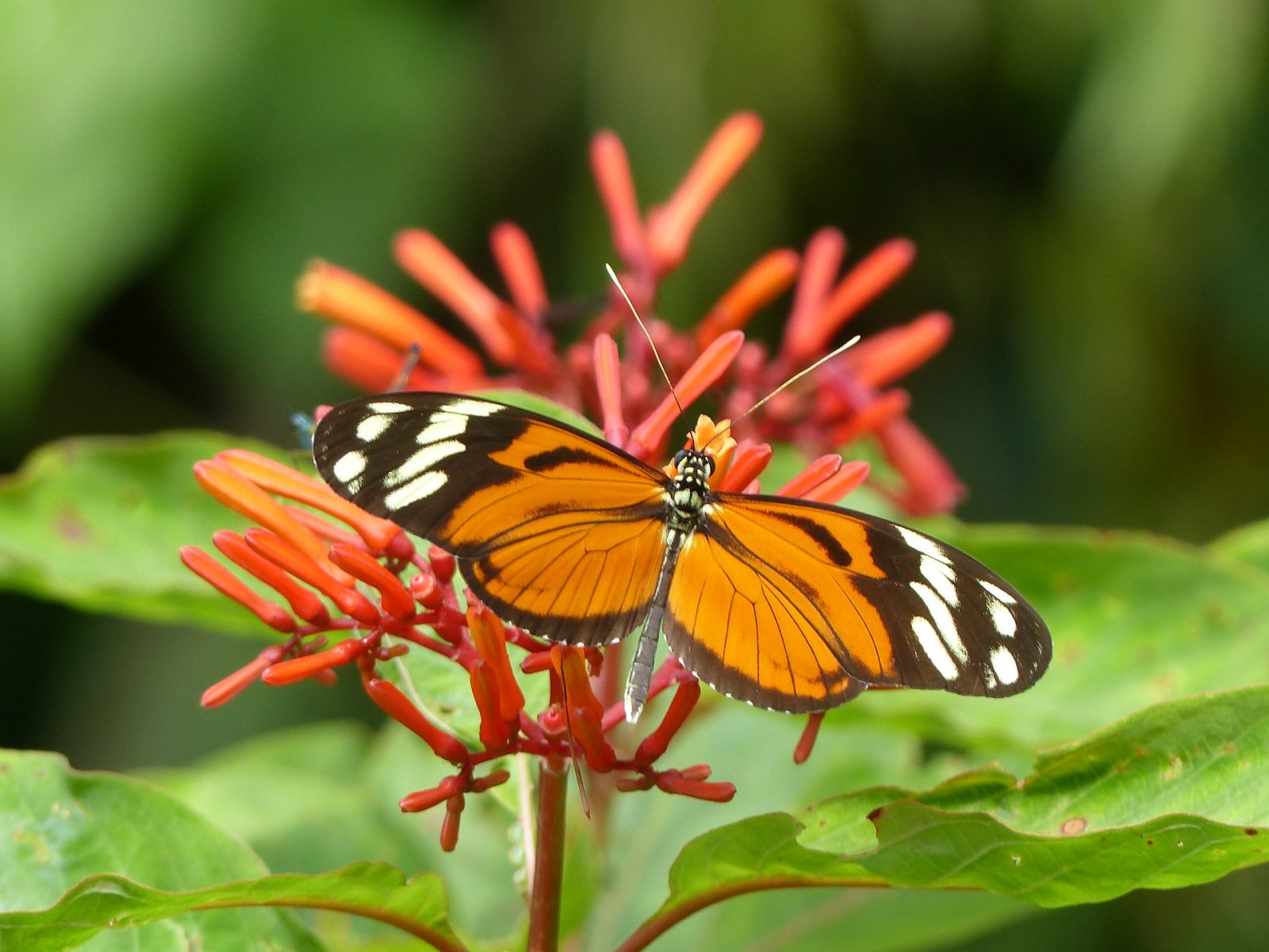 helikónia a motýľ