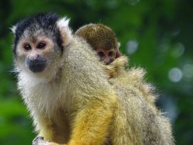 opička a opičia mama