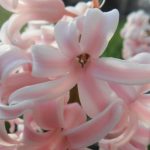 ružový hyacint v záhrade