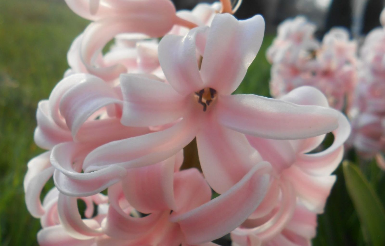 ružový hyacint v záhrade