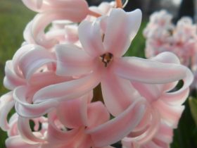 ružový hyacint v záhrade