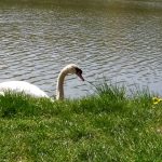 Labuť na brehu jazera