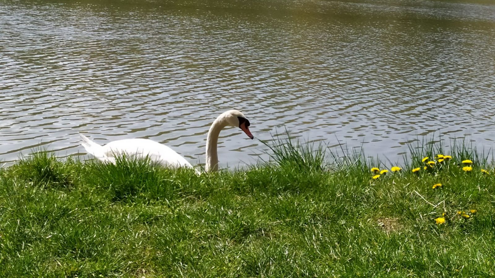 Labuť na brehu jazera