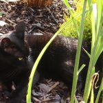 čierna mačka a trstina