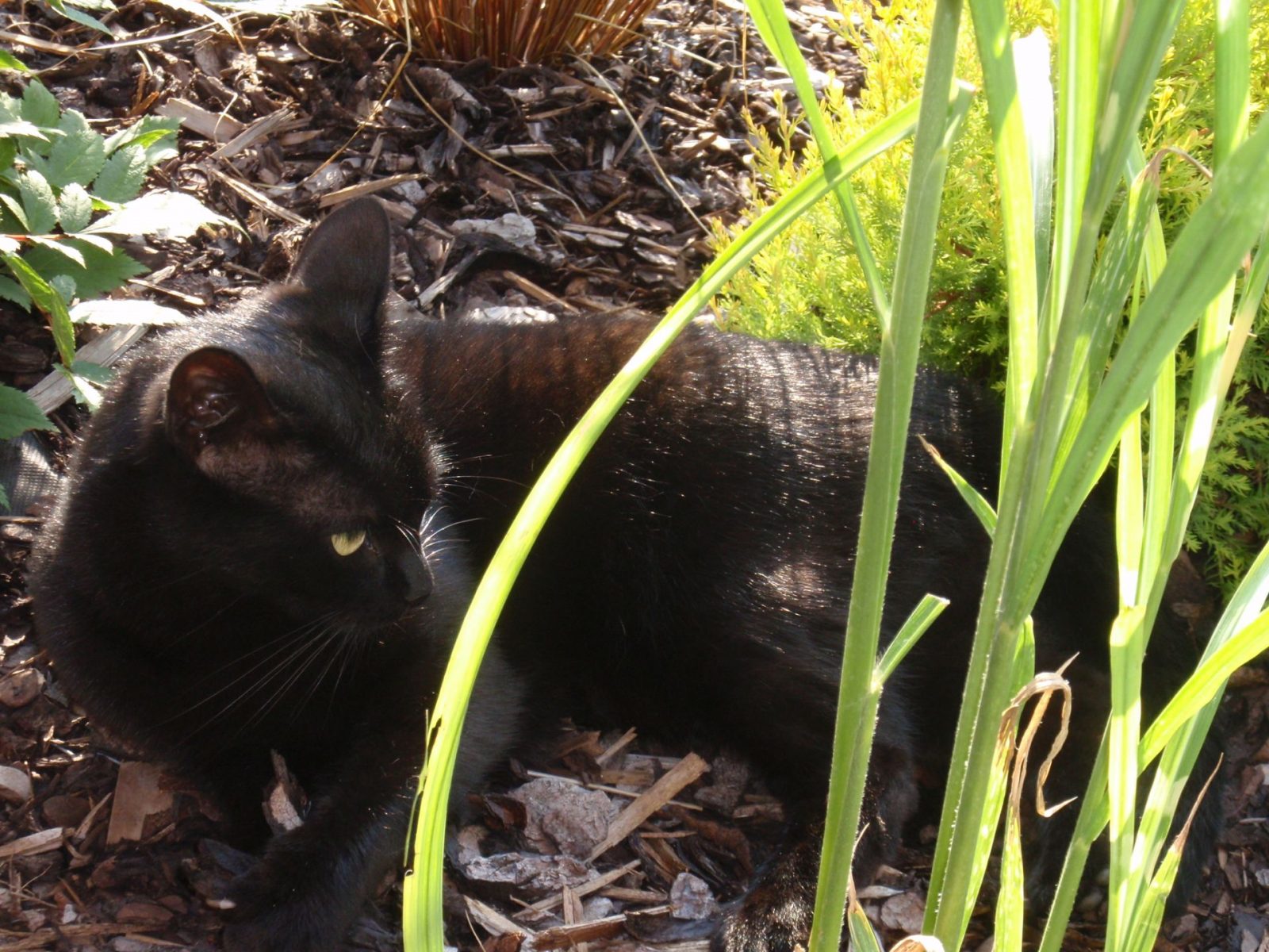 čierna mačka a trstina