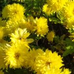 žlté chryzantémy zaliate slnkom