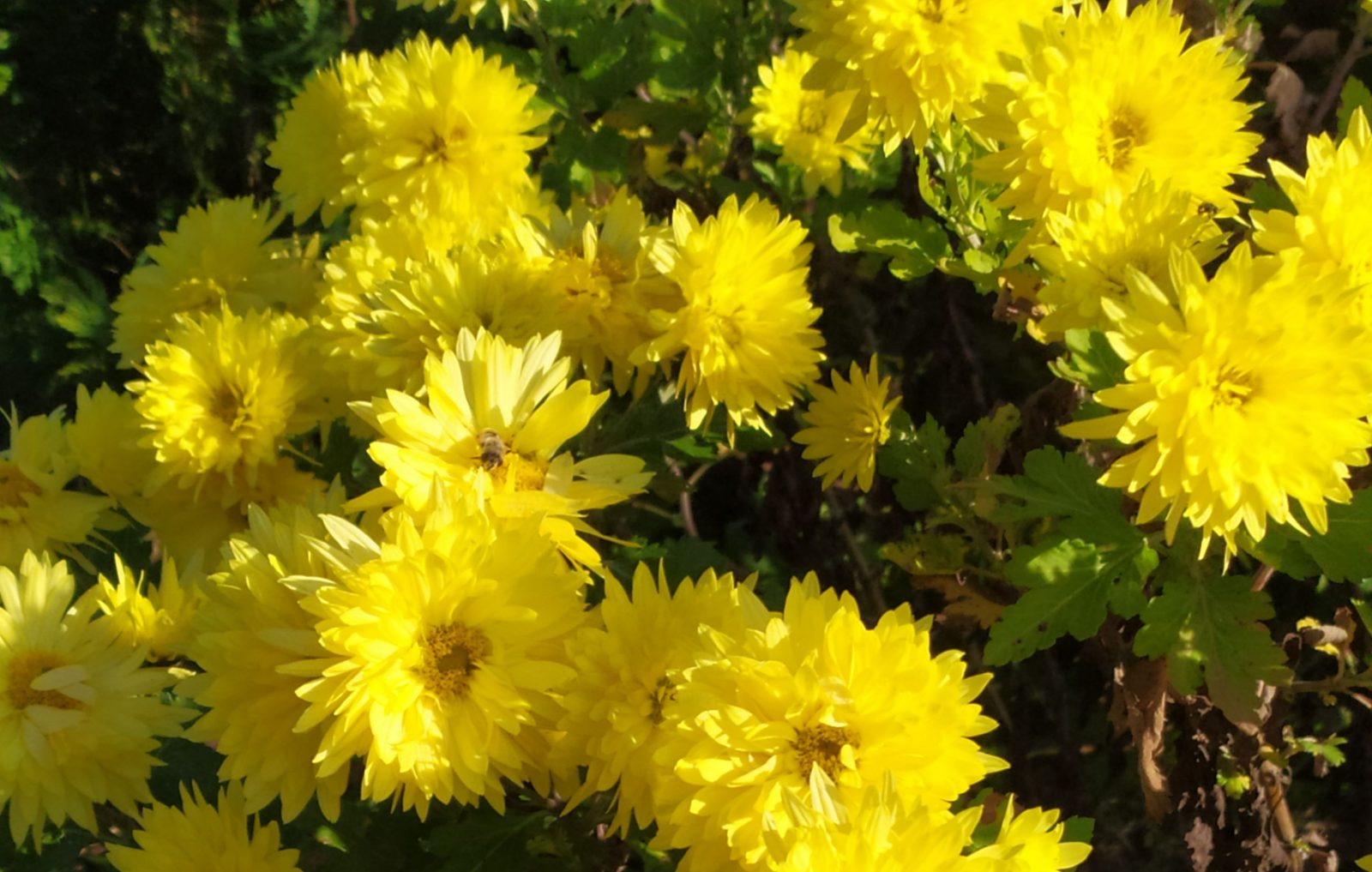 žlté chryzantémy zaliate slnkom