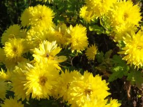 žlté chryzantémy zaliate slnkom