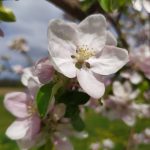 kvet jablone na strome