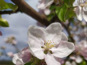 kvet jablone na strome