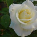 biela ruža - detail