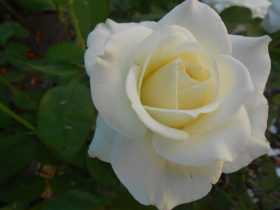 biela ruža - detail