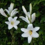 biela ľalia v záhrade