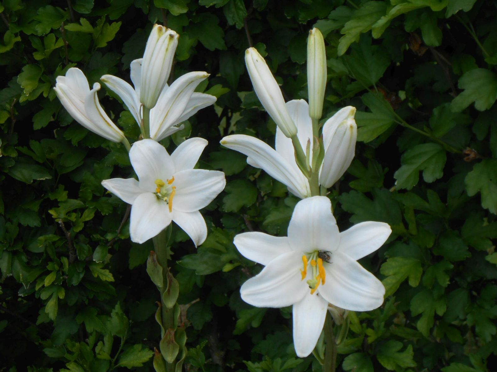 biela ľalia v záhrade