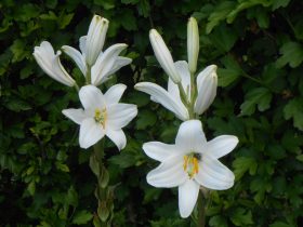 biela ľalia v záhrade