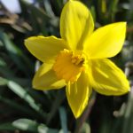 žltý narcis - detail