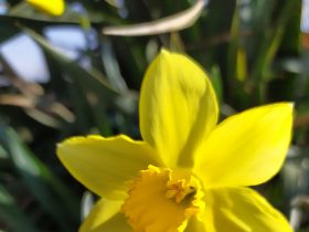 žltý narcis - detail