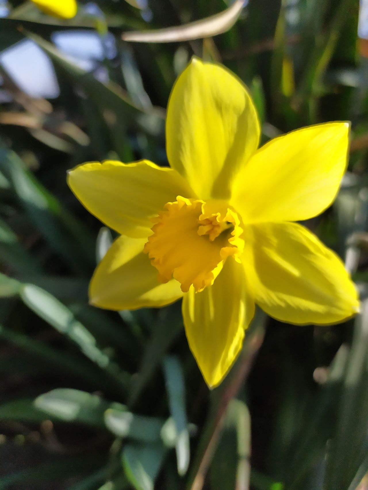 žltý narcis - detail