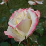 bielo-ružová ruža v záhrade