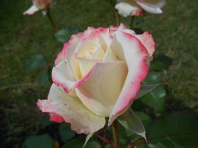 bielo-ružová ruža v záhrade