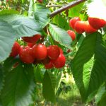 červené čerešne na konári stromu