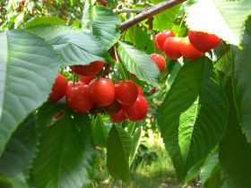 červené čerešne na konári stromu