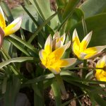 žlté tulipány v záhrade