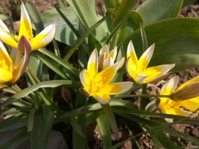 žlté tulipány v záhrade