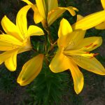 žlté ľalie v záhrade zaliate slnkom