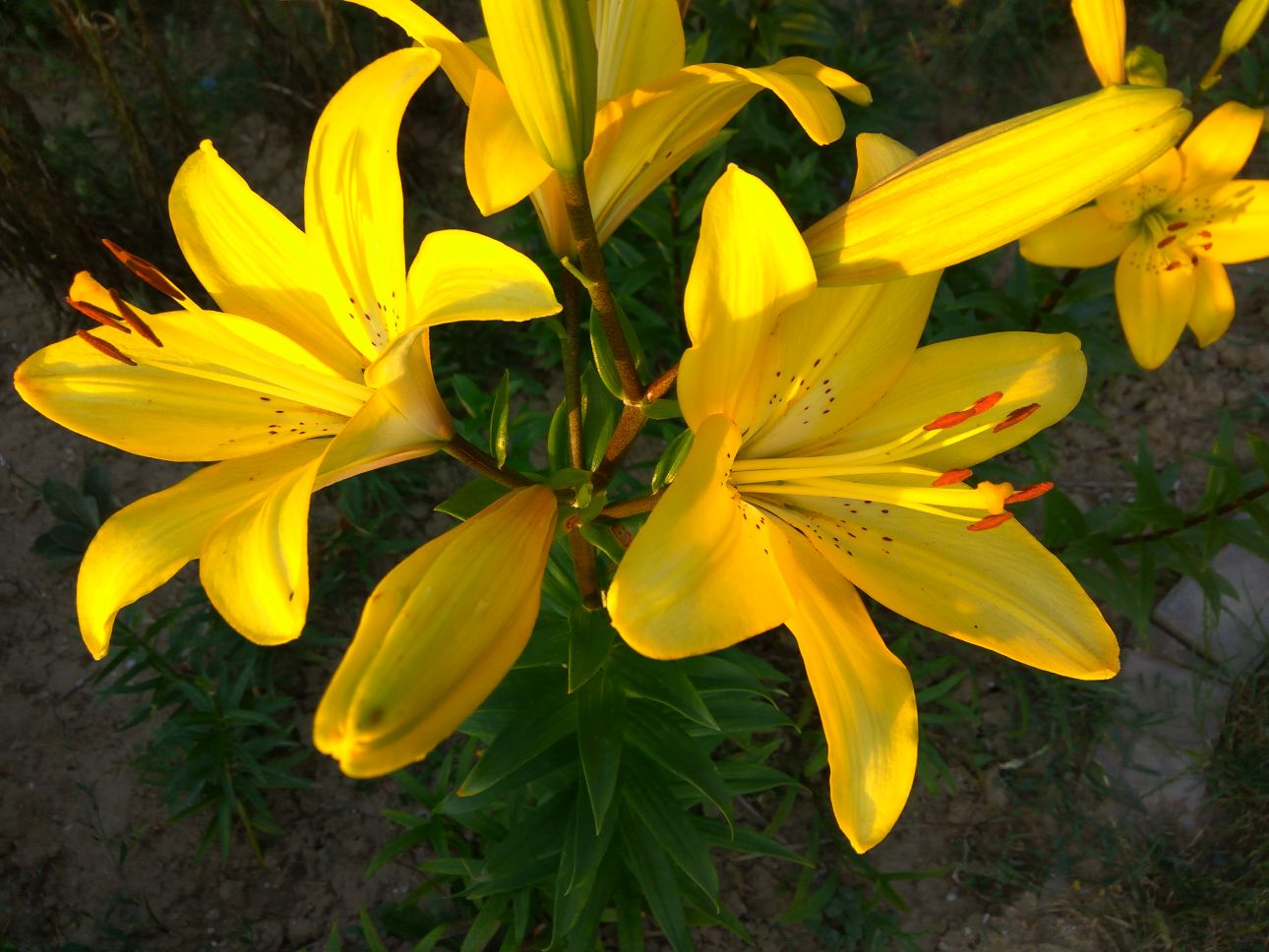 žlté ľalie v záhrade zaliate slnkom