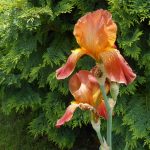 kosatec v záhrade a na pozadí tuja