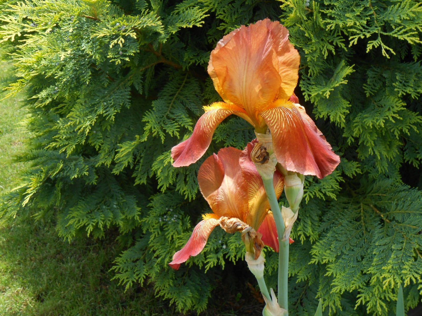 kosatec v záhrade a na pozadí tuja