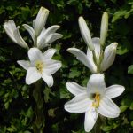 biela ľalia v záhrade