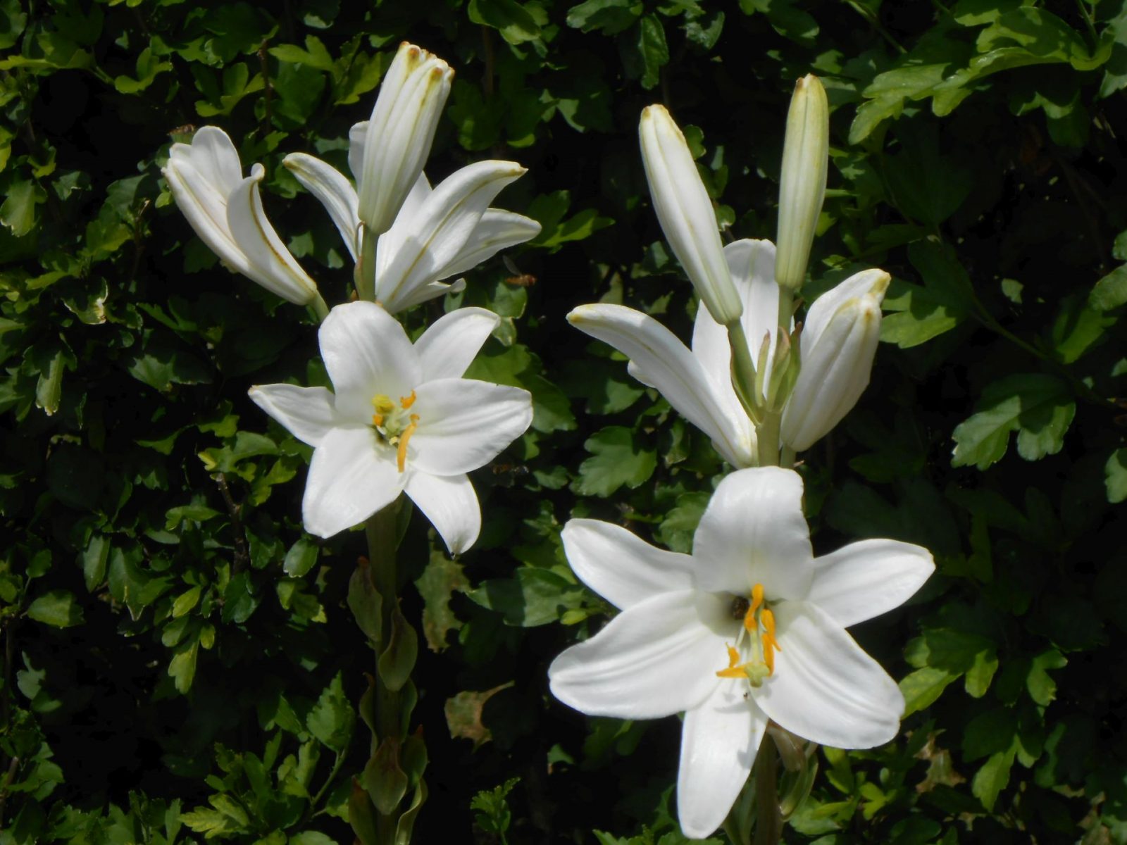 biela ľalia v záhrade