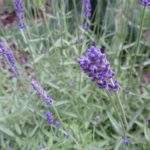 Levanduľa v záhrade