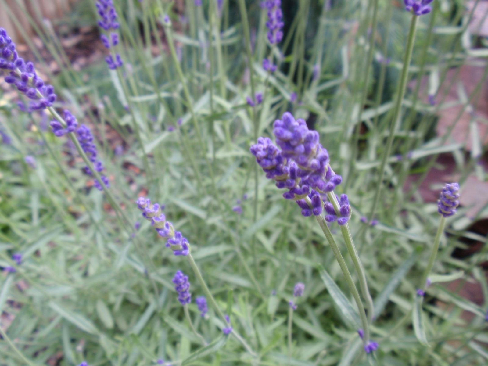 Levanduľa v záhrade