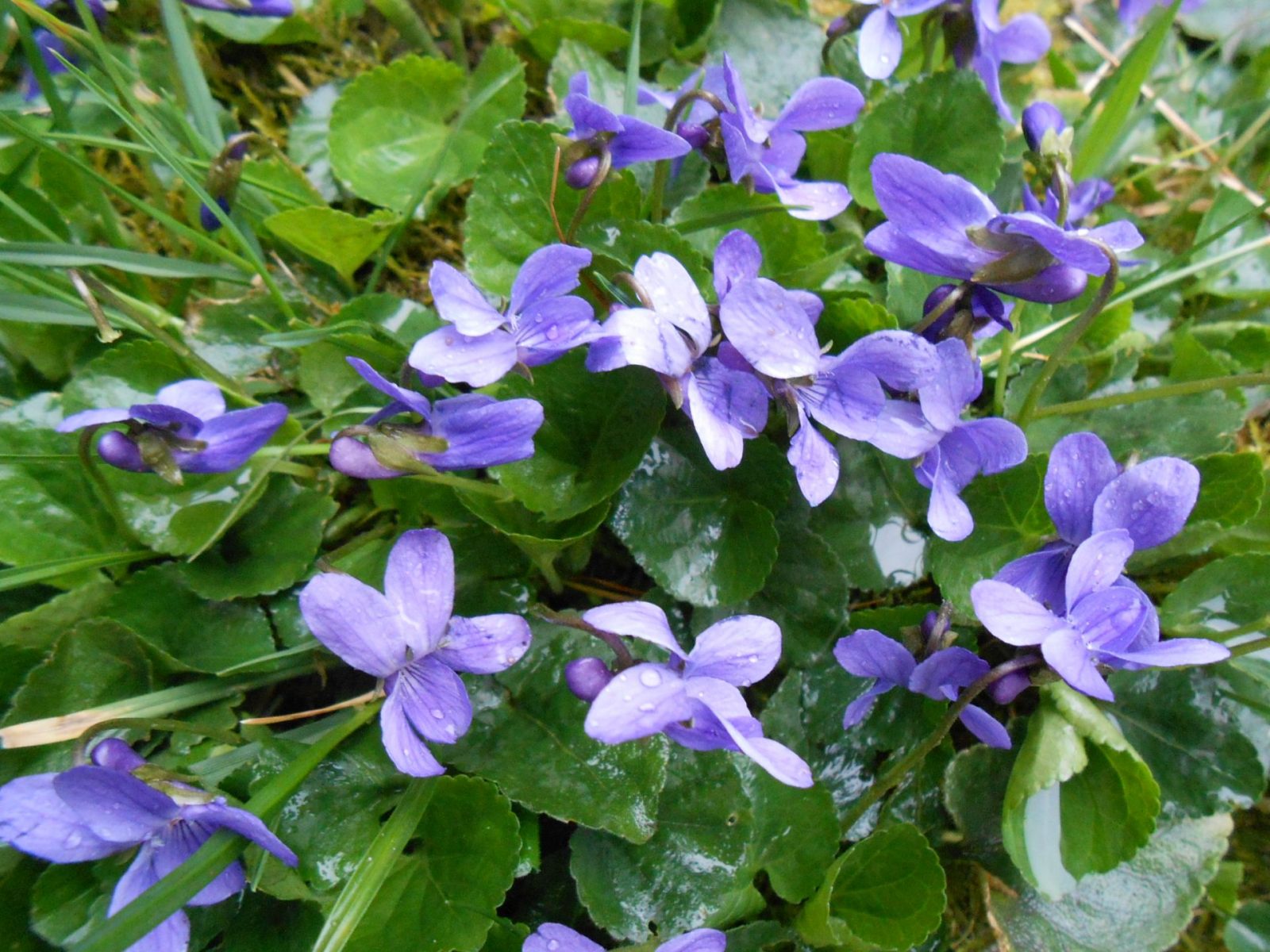 fialka po daždi v záhrade