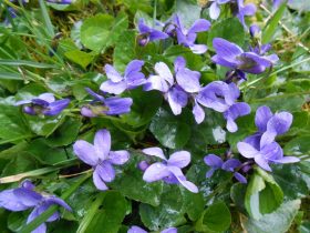 fialka po daždi v záhrade