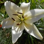 detail kvetu bielej ľalie v záhrade