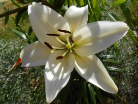 detail kvetu bielej ľalie v záhrade