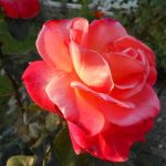 detail kvetu červenej ruže v záhrade