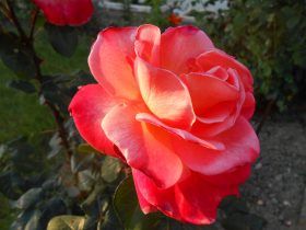 detail kvetu červenej ruže v záhrade