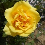 detail kvetu žltej ruže v záhrade